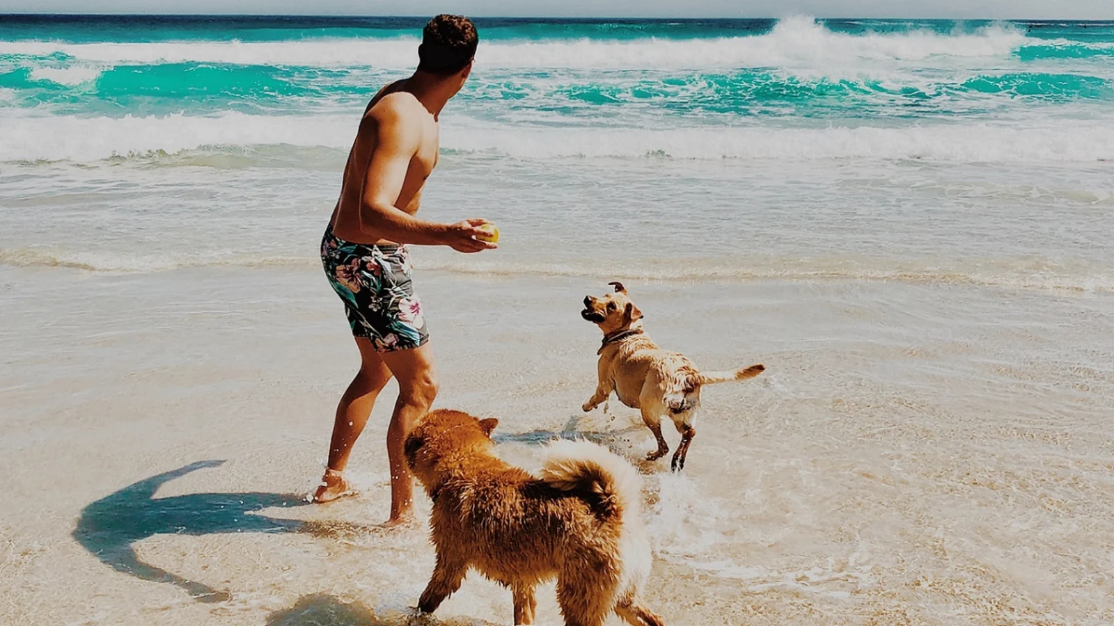 Visitor playing with dogs on Dubai Islands Beach